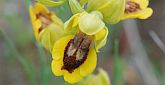 Orchis jaune