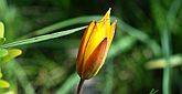 Tulipe sauvage